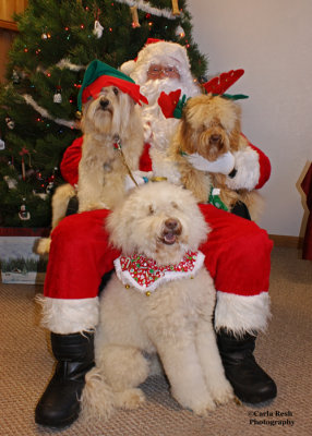 Santa and His Labordoodles