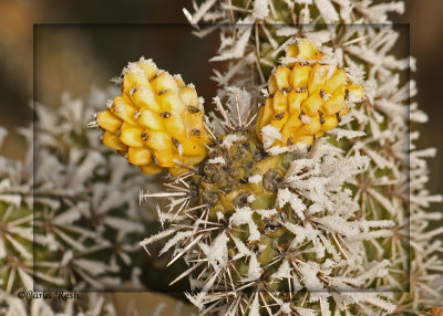 Frosty Cactus