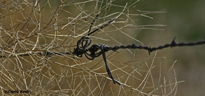 Wire and Tumble Weed