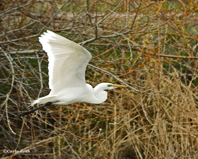 Graceful flyer