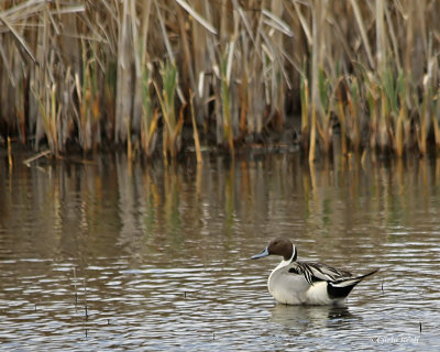 Northern Pintail