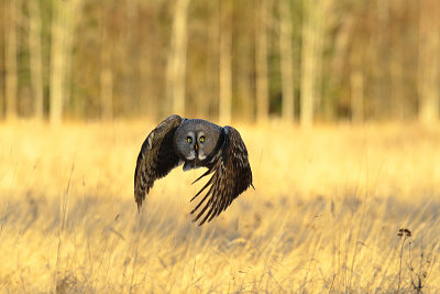 Great Grey Owl 5