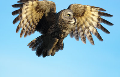 Great Grey Owl 9