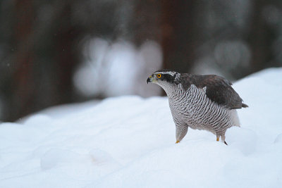 Goshawk 17