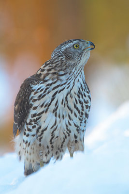 Goshawk 18