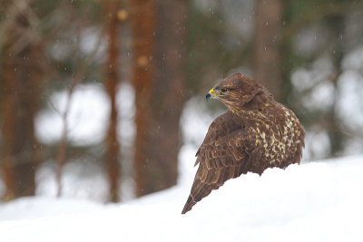 Buzzerd 14
