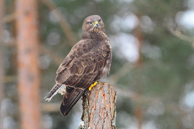 Buzzerd 15