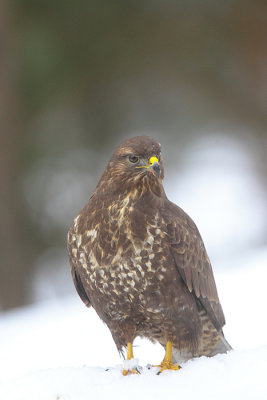 Buzzerd 16