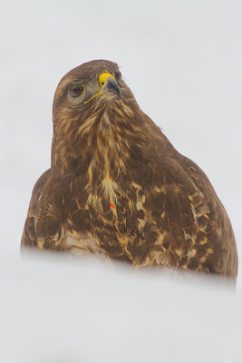 Buzzerd 17