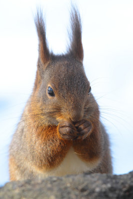 Red Squirrel 8