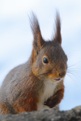 Red Squirrel 9