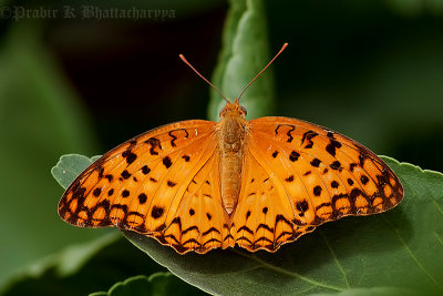 Common Leopard