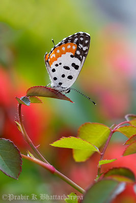 Red Pierrot