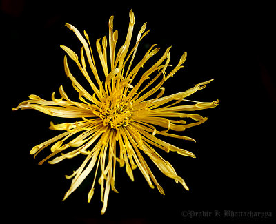 Chrysanthemum