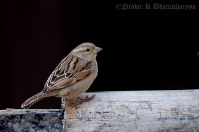 House Sparrow