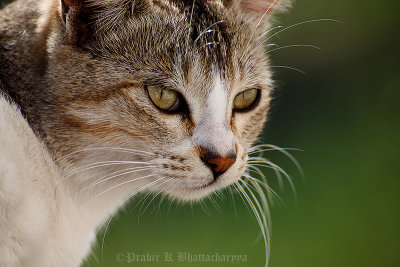 Domesticated Cat