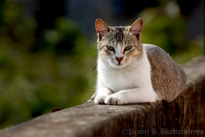 Domesticated Cat