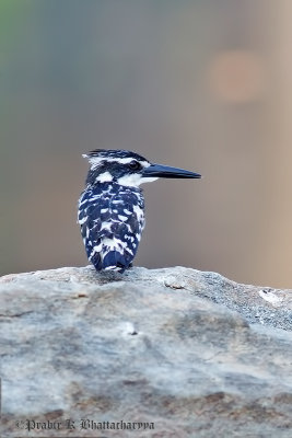 Pied Kingfisher. Ranganthittu, Mysore, India
