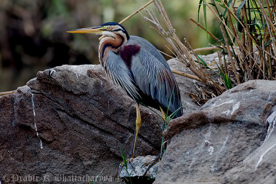 Purple Heron, Ranganthittu, Mysore, India.