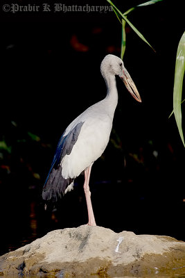 Asian Openbill Stork, Mysore, India