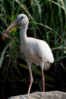 Asian Openbill Stork, Mysore, India.