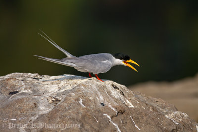 River Tern, Ranganthittu, Mysore, India.