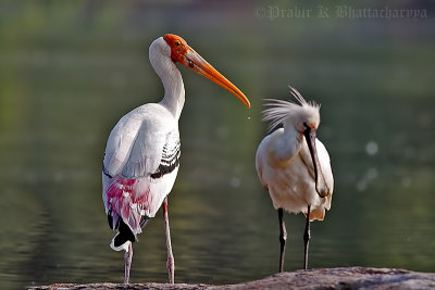 Painted Stork & Eurasian Spoonbill