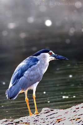 Night Heron, Mysore,India