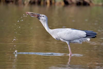 Asian Openbill Stork, Mysore, India