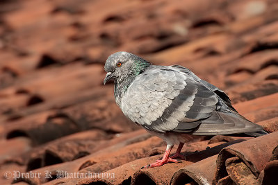 Domestic Pigeon