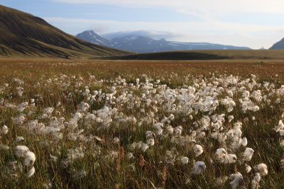 W-2012-08-05 -0258- Islande - Photo Alain Trinckvel.jpg