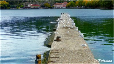 Katerina: Birds on the Lake