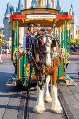 Horse drawn trolley