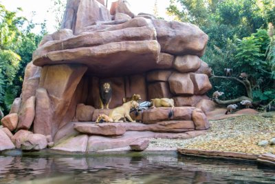 Lions having zebra for dinner