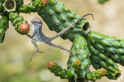 Lizard Leap