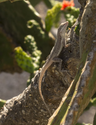 lizard