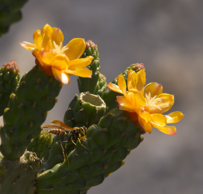 cacti