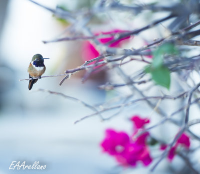 hummingbird