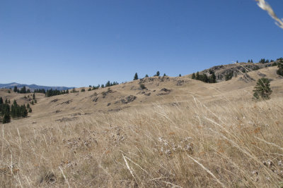 hillside, Wild Horse Island State Park