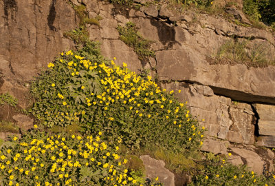 Wildflowers along Going-to-the-Sun Road