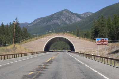 Animal's Bridge