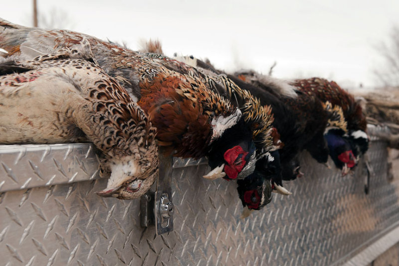 pheasant at Pleasant Valley 03_8_13.jpg