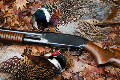 Winchester Model 12 16 Gauge Field Grade and Pheasant