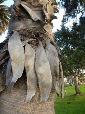 Palm Tree Palisades Park Santa Monica CA 