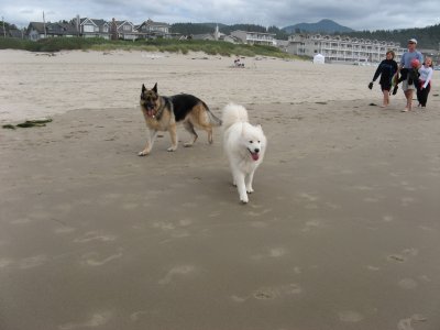 Happy Dogs at Cannon Beach