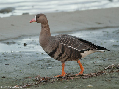 Blisgaas (Anser albifrons)
