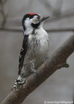 Lille Flagsptte male