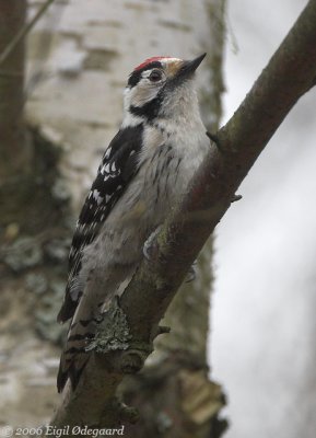Lille Flagsptte male