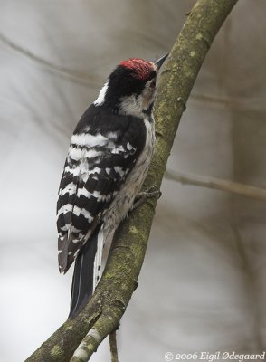 Lille Flagsptte male