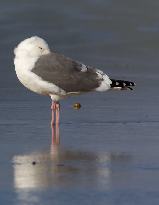 pismo beach